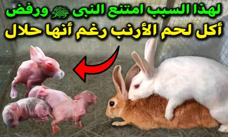 لماذا امتنع النبى ﷺ عن أكل لحم الأرنب رغم أنها حلال؟ وماذا اكتشف العلماء فيه؟ ستفاجئك الإجابة 