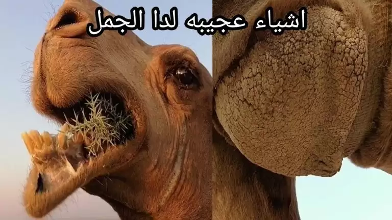 ما معنى قول النبي صلى الله عليه وسلم “الإبل خلقت من العالم الخفي لا تصلوا في عطنها؟”